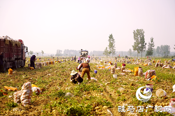  遂平縣褚堂街道：馬鈴薯喜獲豐收，助力鄉(xiāng)村振興
