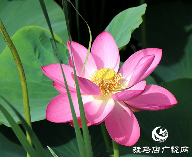 圖片1.png