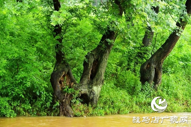 河南泌陽：雨潤缸窯 水墨村居