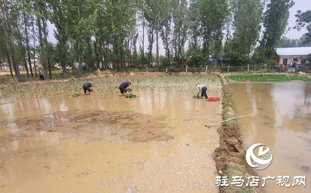 泌陽(yáng)縣春水鎮(zhèn)：引來(lái)及時(shí)水田間添新景 水芋頭種植正當(dāng)時(shí)