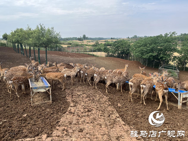 泌陽(yáng)縣盤古鄉(xiāng)：特色種養(yǎng)繪就鄉(xiāng)村振興新圖景