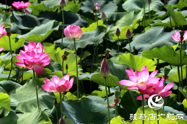 駐馬店人民公園盛夏荷韻引客來