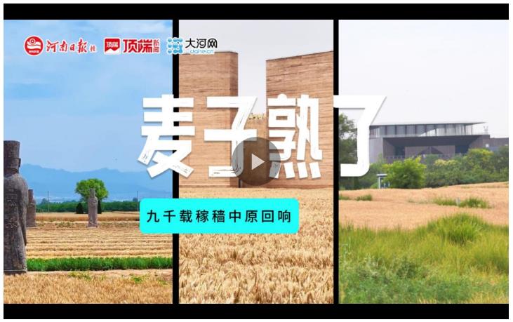 麥子熟了！九千載稼穡中原回響
