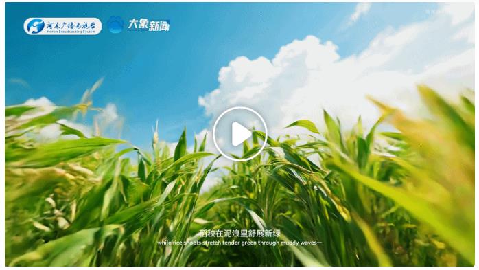 中國節(jié)氣·芒種丨左手收麥浪，右手種希望