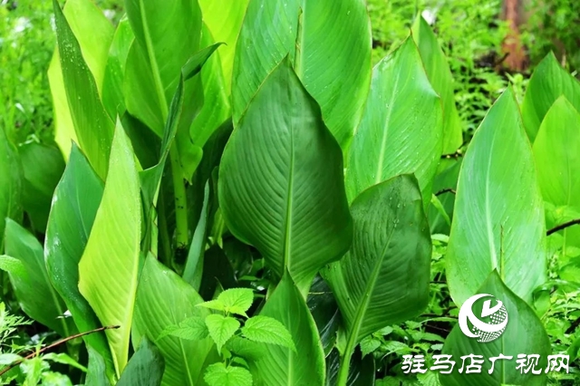河南泌陽：雨潤缸窯 水墨村居