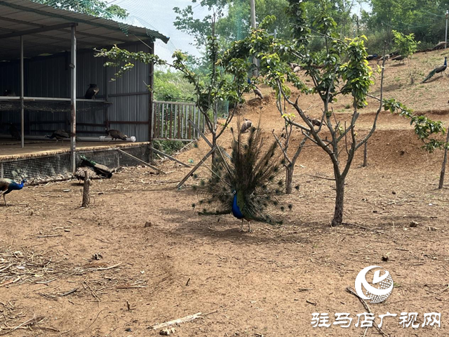 泌陽(yáng)縣盤古鄉(xiāng)：特色種養(yǎng)繪就鄉(xiāng)村振興新圖景