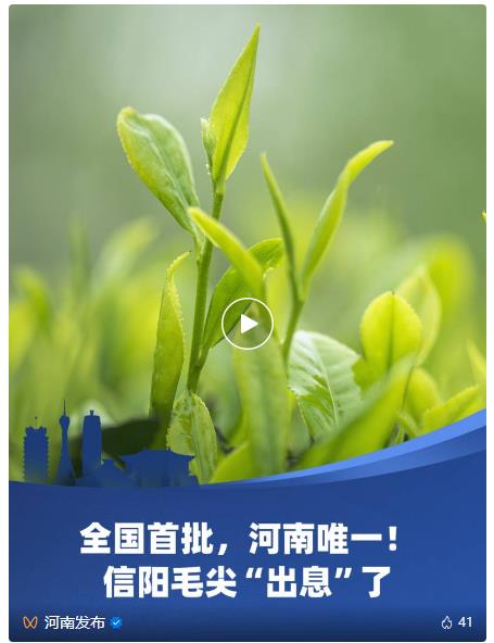 河南這一口茶，真香！