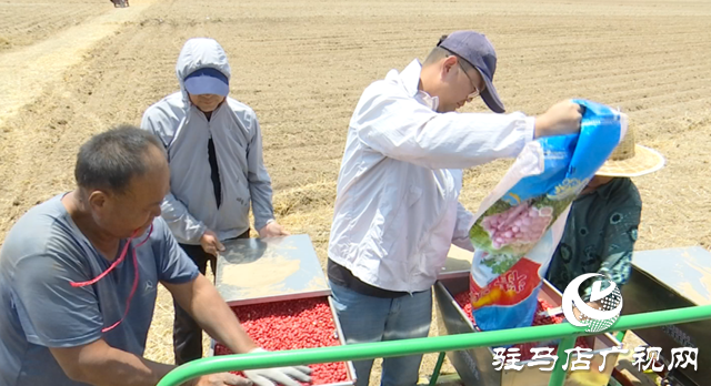 上蔡縣耕夫種植專業(yè)合作社：搶抓農(nóng)時 科技賦能秋糧播種