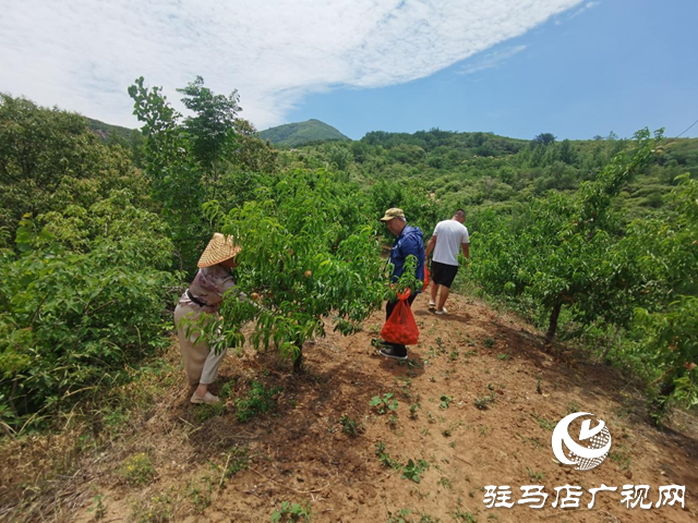 駐馬店市驛城區(qū)胡廟鄉(xiāng)：小桃子成為農民增收致富的“金果果”
