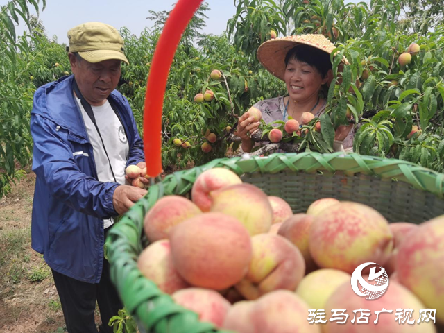 駐馬店市驛城區(qū)胡廟鄉(xiāng)：小桃子成為農民增收致富的“金果果”