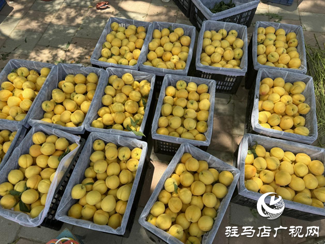 駐馬店驛城區(qū)蟻蜂鎮(zhèn)魯灣村：千畝桃林結(jié)出鄉(xiāng)村振興“甜蜜果”