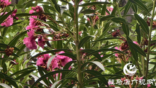 市區(qū)夾竹桃絢爛綻放 提醒市民：可賞勿摘，美麗背后藏風(fēng)險