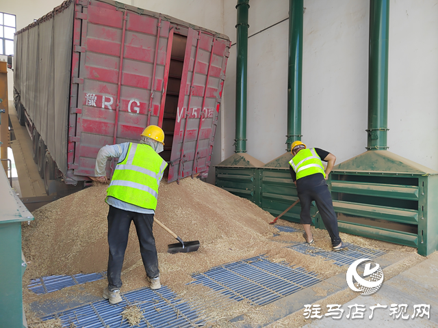 夏糧收購(gòu)正當(dāng)時(shí) 收購(gòu)現(xiàn)場(chǎng)&ldquo;熱&rdquo;翻天