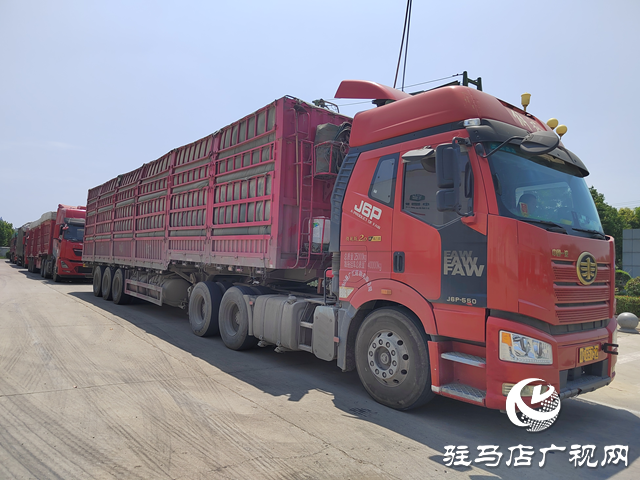 夏糧收購(gòu)正當(dāng)時(shí) 收購(gòu)現(xiàn)場(chǎng)&ldquo;熱&rdquo;翻天