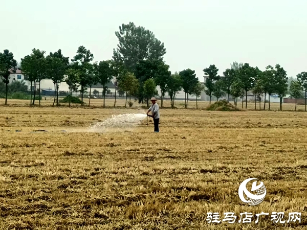 平輿縣民政局結對幫扶高莊村全力做好抗旱保苗工作 