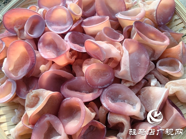 ?泌陽縣：新品桃紅木耳試種成功 助推食用菌新質(zhì)生產(chǎn)力發(fā)展?