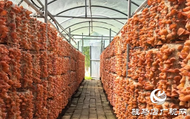 ?泌陽縣：新品桃紅木耳試種成功 助推食用菌新質(zhì)生產(chǎn)力發(fā)展?