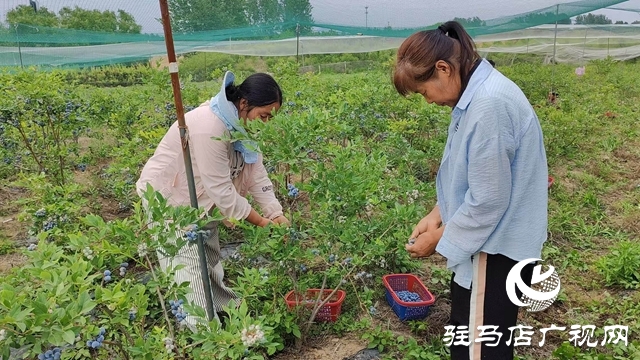 泌陽高邑鎮(zhèn)：藍(lán)莓飄香季 致富果 鋪就鄉(xiāng)村振興路