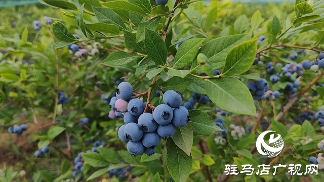 泌陽高邑鎮(zhèn)：藍(lán)莓飄香季 致富果 鋪就鄉(xiāng)村振興路