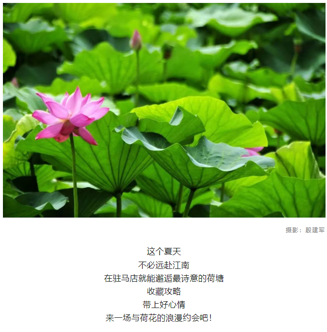 【夏日限定】駐馬店賞荷全攻略！這幾個絕美荷塘，錯過再等一年！