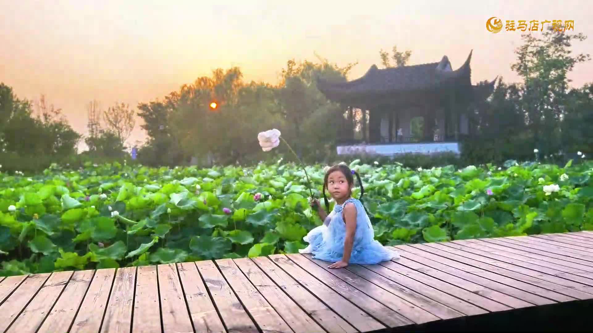 【大美天中】駐馬店：練江湖東段荷花競(jìng)放 繪就夏日生態(tài)畫卷