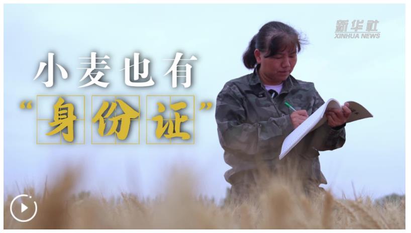 麥田里的中國智造｜小麥也有“身份證”