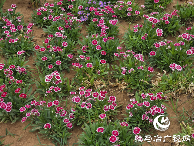駐馬店植物園夏日煥新 文明游園宣傳先行