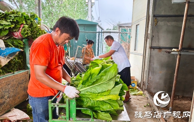 泌陽縣郭集鎮(zhèn)：黨旗飄揚(yáng)映金葉 黨建賦能促增收
