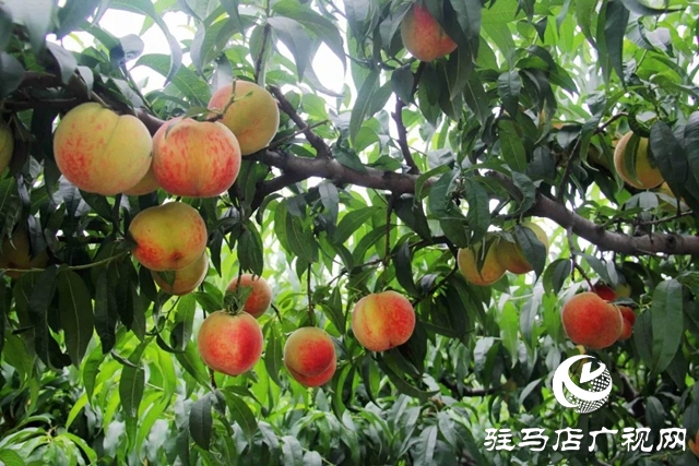 泌陽(yáng)縣馬谷田鎮(zhèn)：萬畝果園迎豐收 林果助鄉(xiāng)村振興