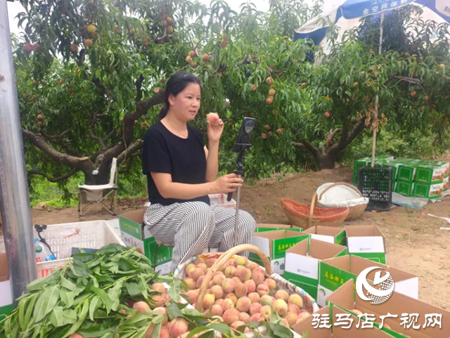 泌陽縣：果農(nóng)變主播 電商渠道助力林果產(chǎn)品邁出去 賣的好