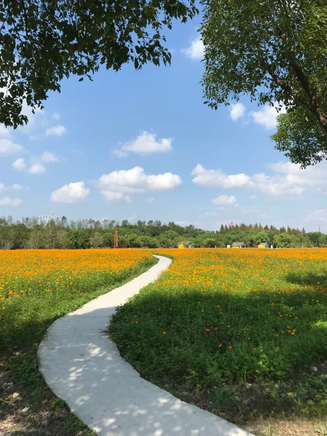 闖入夏日童話！上海近郊竟然有片23000㎡免費(fèi)浪漫花?！? /></p>
<p style=