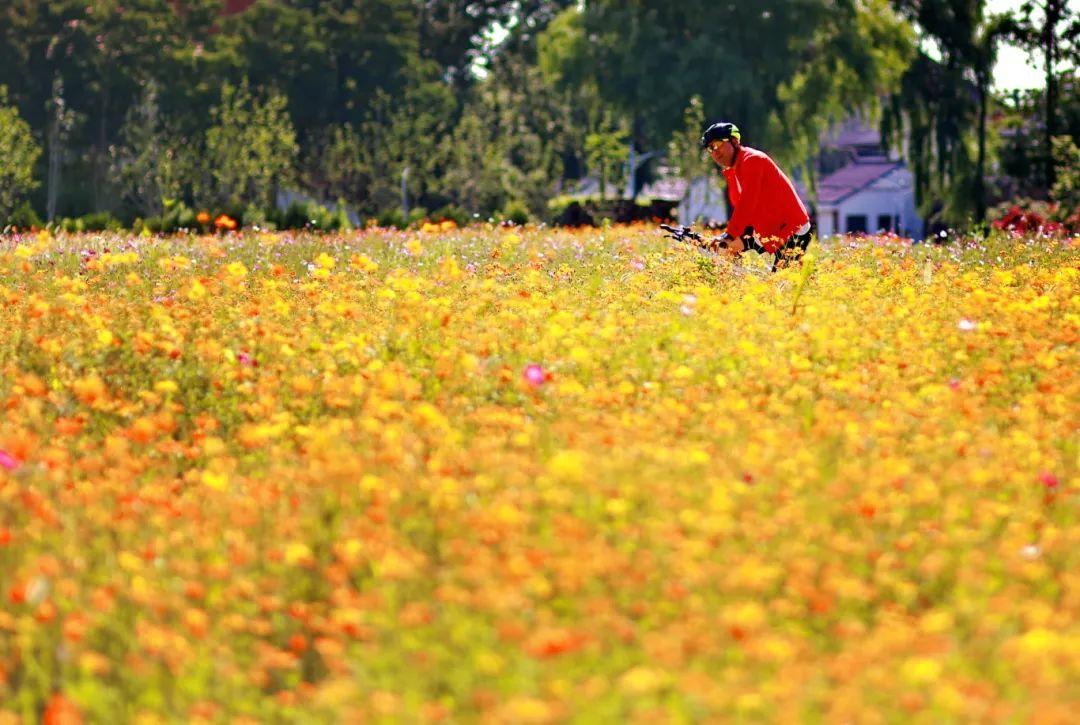闖入夏日童話！上海近郊竟然有片23000㎡免費(fèi)浪漫花?！? /></p>
<p style=