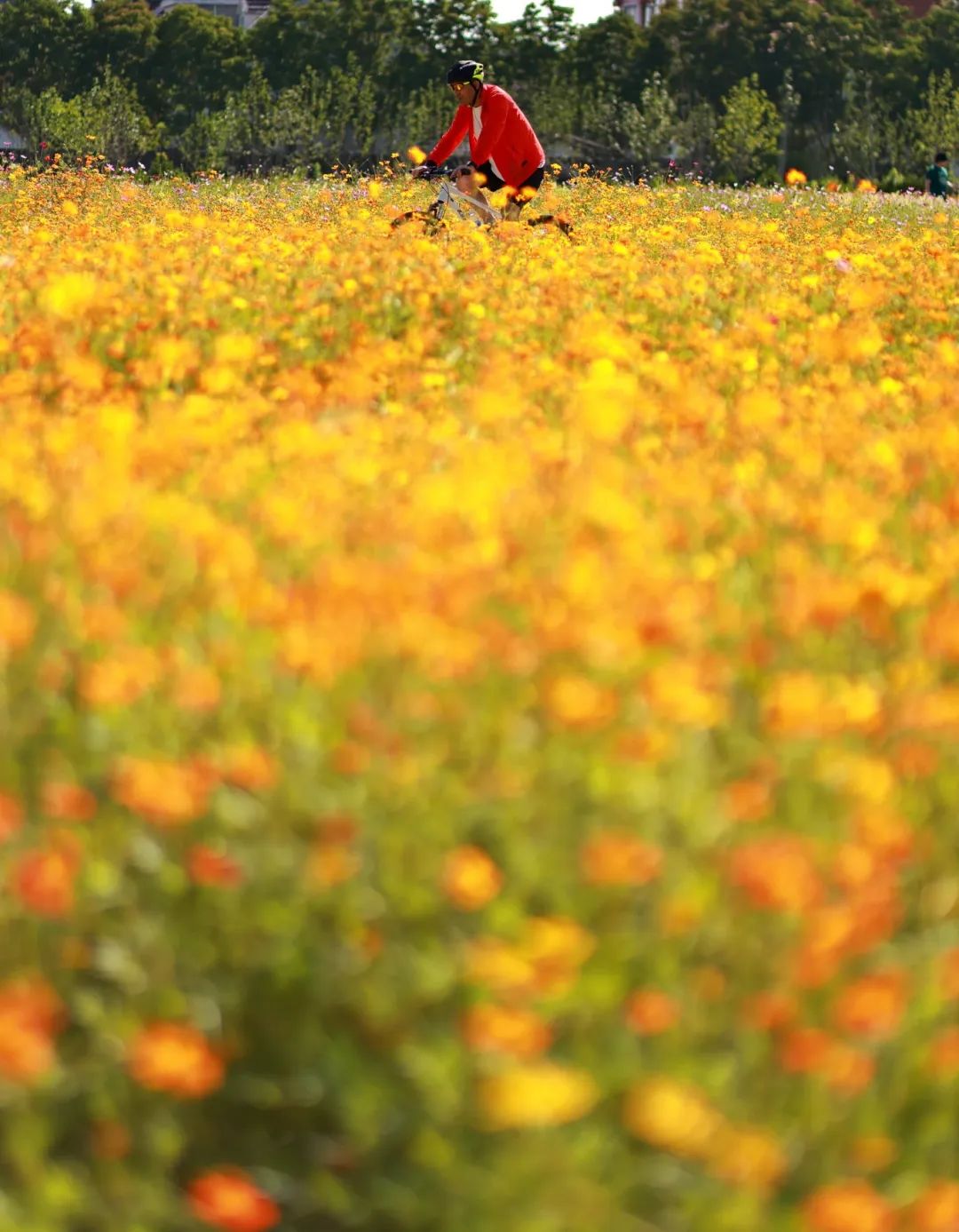 闖入夏日童話！上海近郊竟然有片23000㎡免費(fèi)浪漫花海→