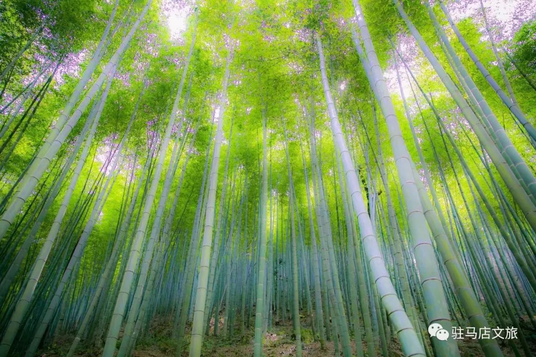 跟著文旅君玩轉(zhuǎn)駐馬店！開啟鄉(xiāng)村休閑體驗(yàn)之旅→