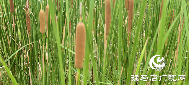 人民公園水岸現(xiàn)天然香腸景觀 香蒲群落成夏日生態(tài)新亮點