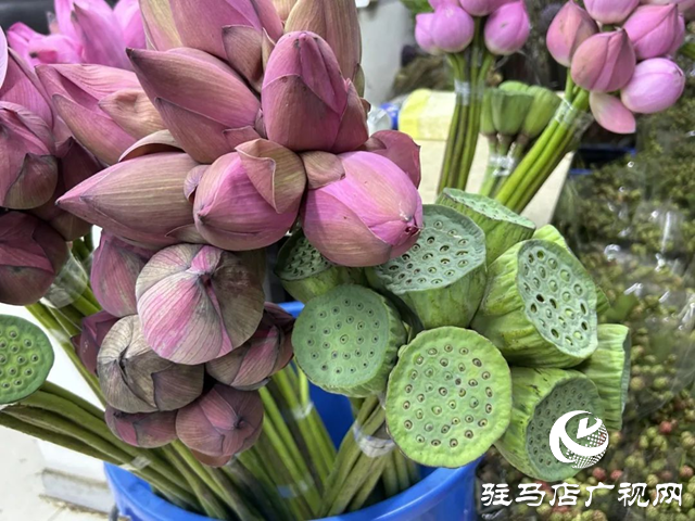 夏季鮮切花熱銷 荷花蓮蓬迎銷售高峰