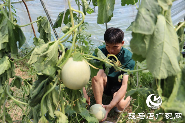 驛城區(qū)香山街道：瓜果飄香喜迎豐收季 “甜蜜經(jīng)濟(jì)”打開(kāi)富民路