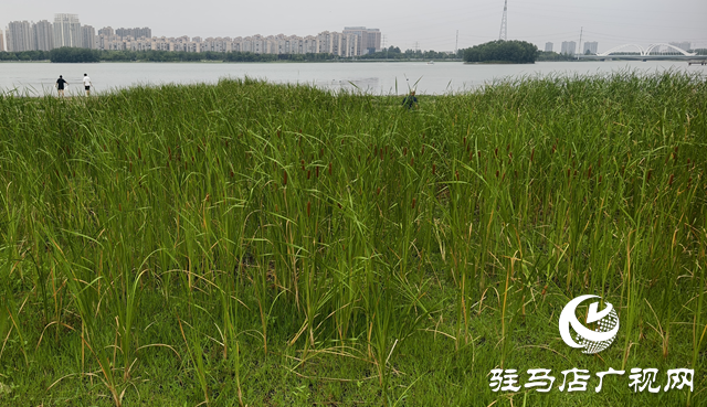 人民公園水岸現(xiàn)天然香腸景觀 香蒲群落成夏日生態(tài)新亮點