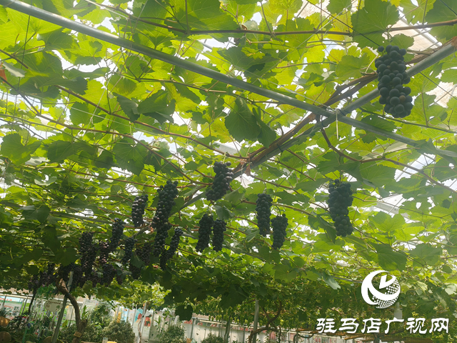 駐馬店天中生態(tài)園：有機(jī)瓜果掛滿枝 市民采摘樂田園