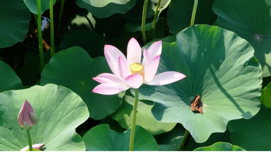 　　這個(gè)夏天，滿屏“綠肥紅瘦”申請(qǐng)出戰(zhàn)