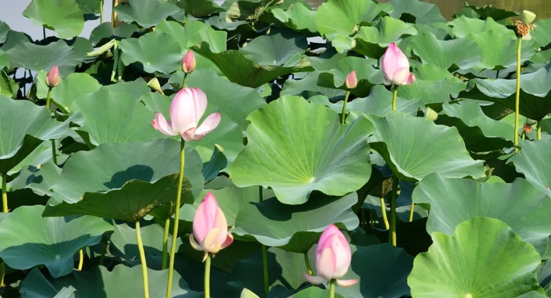 　　這個(gè)夏天，滿屏“綠肥紅瘦”申請(qǐng)出戰(zhàn)