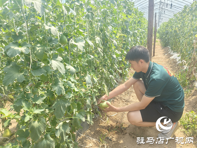 駐馬店天中生態(tài)園：有機(jī)瓜果掛滿枝 市民采摘樂田園