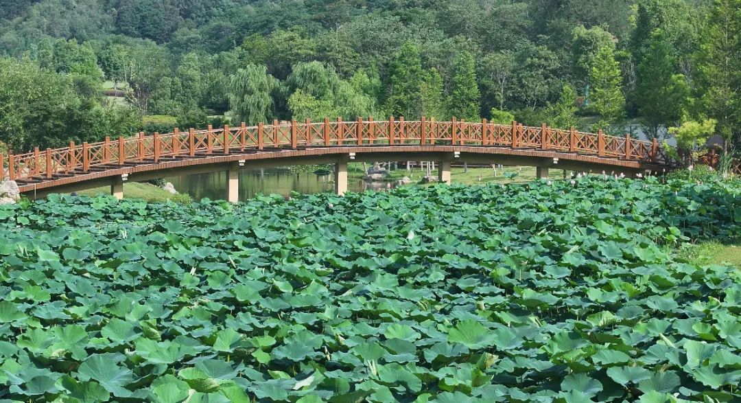 　　這個(gè)夏天，滿屏“綠肥紅瘦”申請(qǐng)出戰(zhàn)