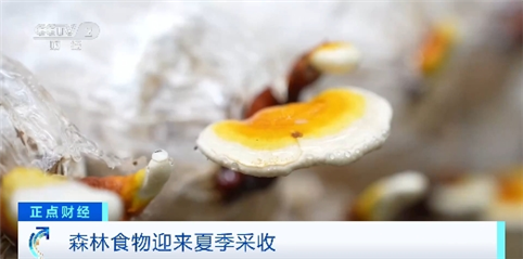 年產(chǎn)量超2億噸！我國多地森林食物迎來夏季采收