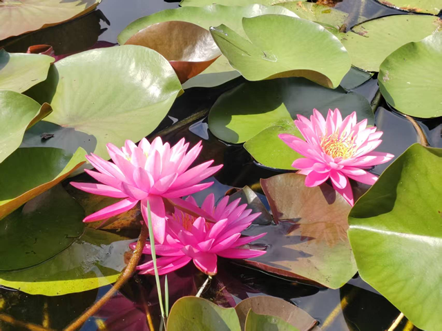 開源公園睡蓮綻放引客來 盛夏限定美景等你邂逅