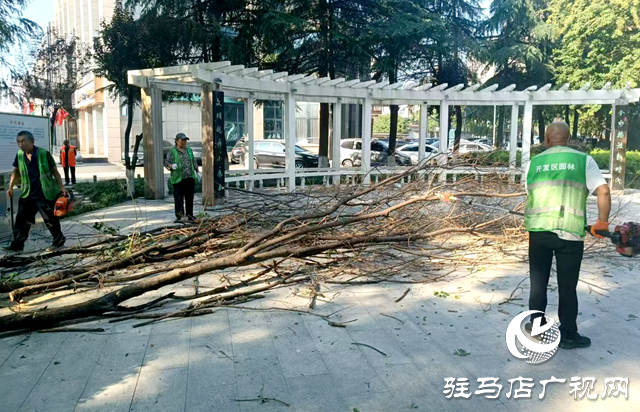 駐馬店經濟開發(fā)區(qū)：伐除枯木“煥新顏”市民游園更“安心”