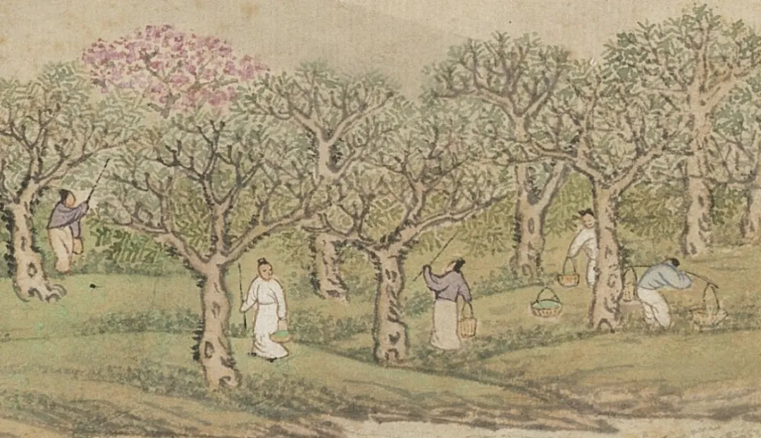 文博日歷丨青銅戈上刻蠶紋 這是古蜀人種桑養(yǎng)蠶的實(shí)證