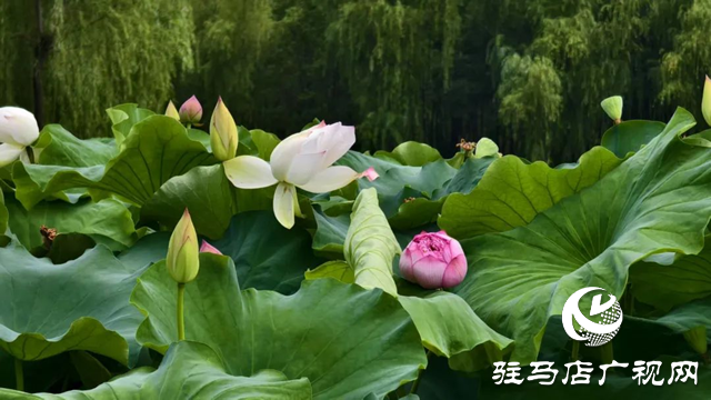 【大美天中】泌陽現(xiàn)&ldquo;水晶天&rdquo;！漢風(fēng)古韻與湖光云影同框