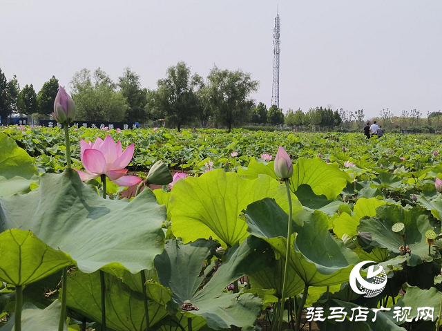 七月荷花引客來 駐馬店移動保障網(wǎng)絡(luò)暢通