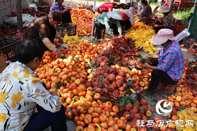 正陽(yáng)縣熊寨鎮(zhèn)：桃醉京城客 甜潤(rùn)增收路